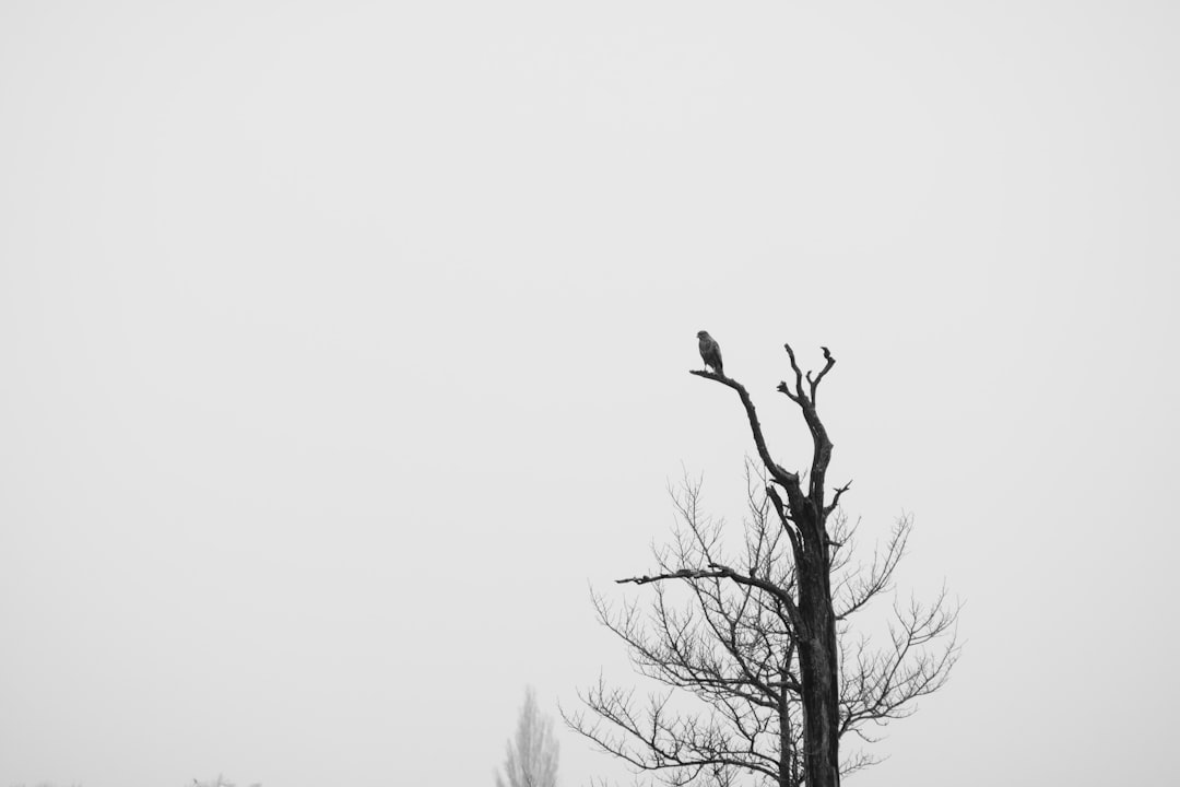 bird perched on bare tree during daytime
