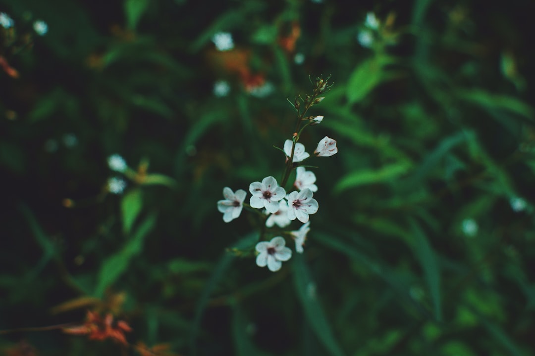yellow-petaled flower