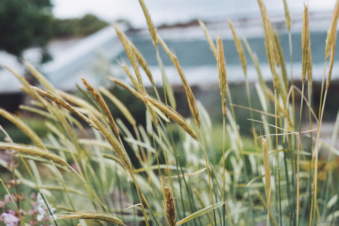 a close up of some grass with a building in the background