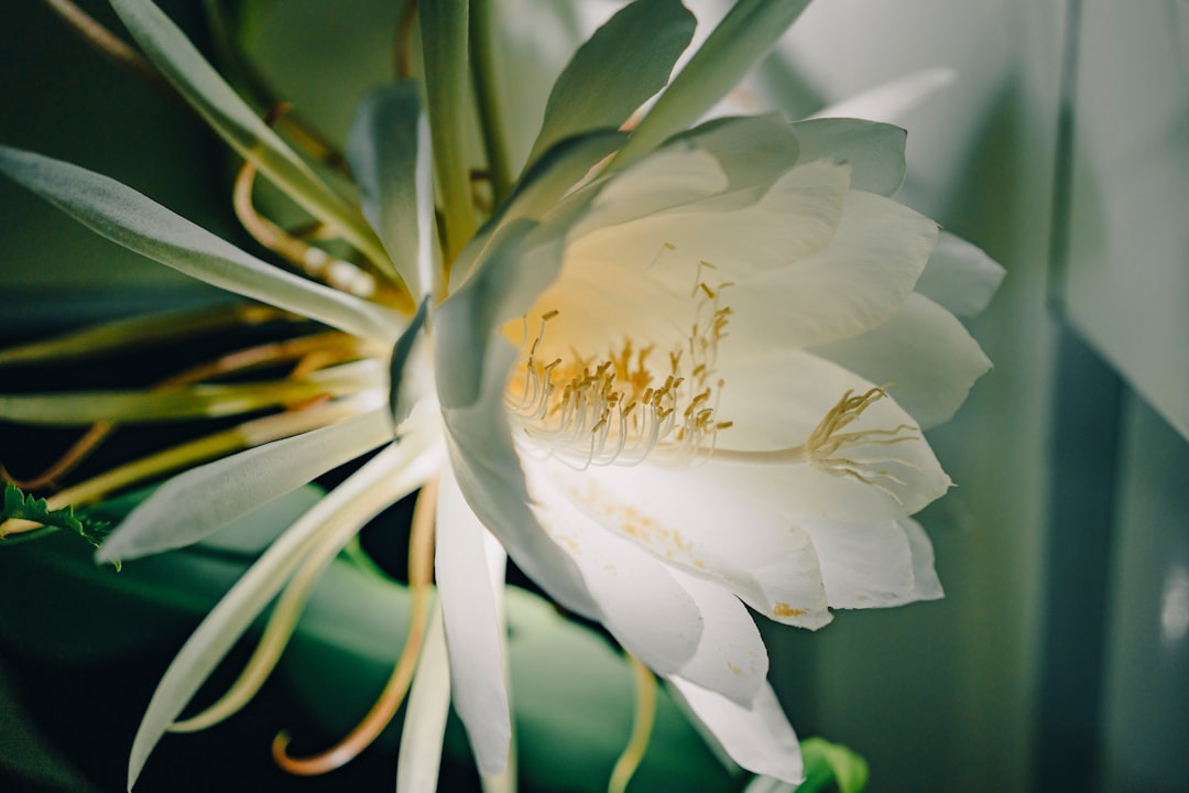 a close up of a white flower on a plant