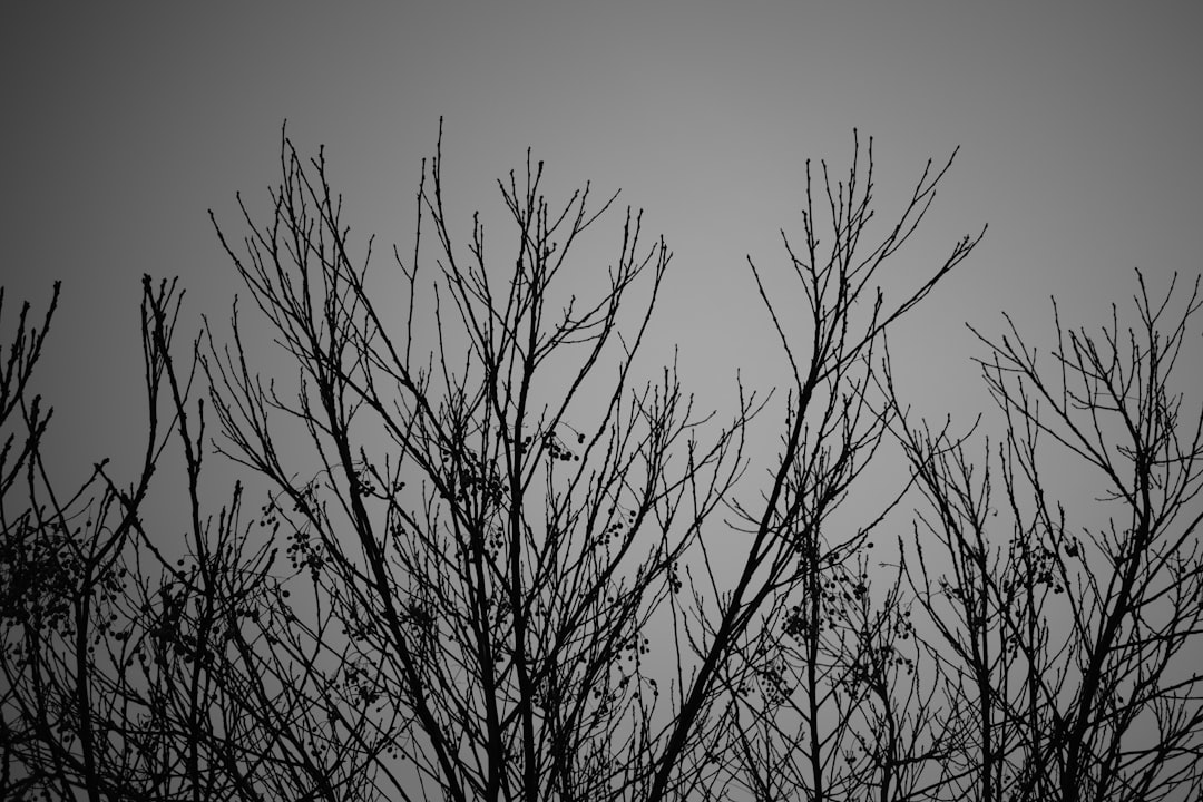 a black and white photo of a tree with no leaves