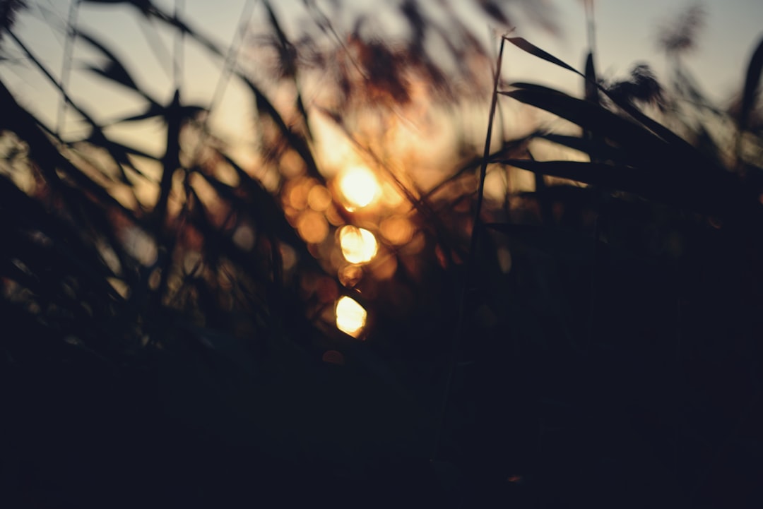 The sun is setting behind some tall grass