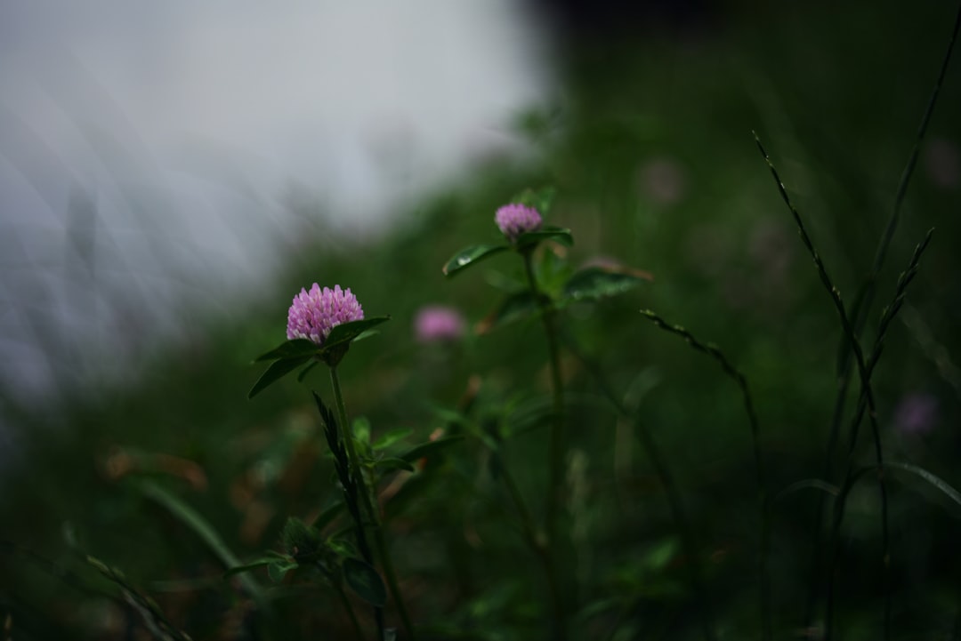 a pink flower sitting in the middle of a lush green field