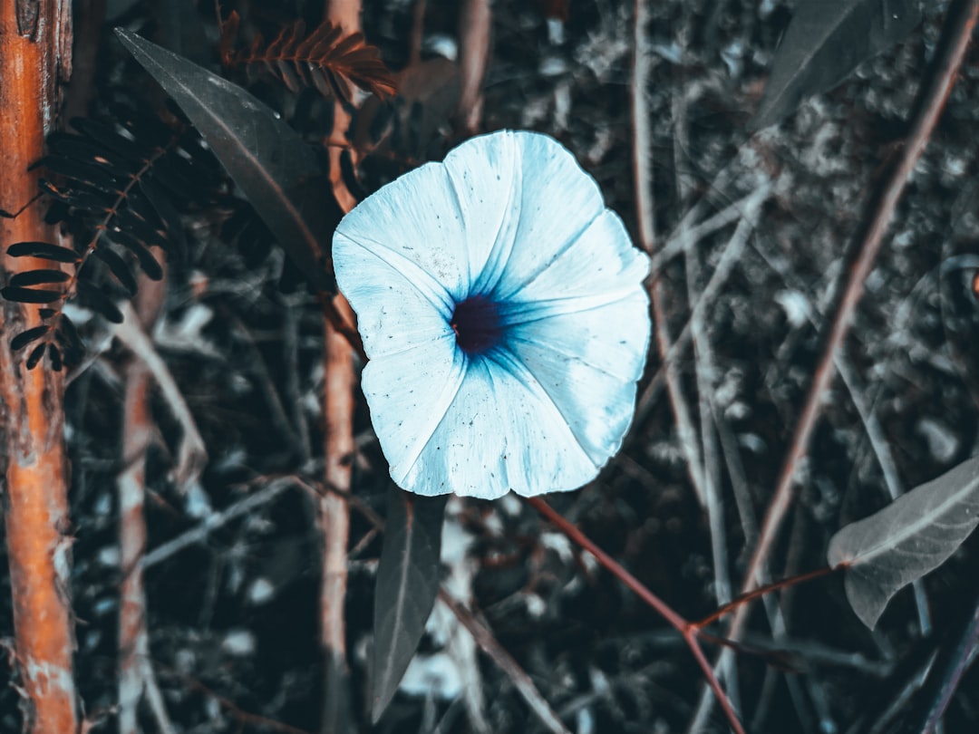 a blue flower sitting in the middle of a forest