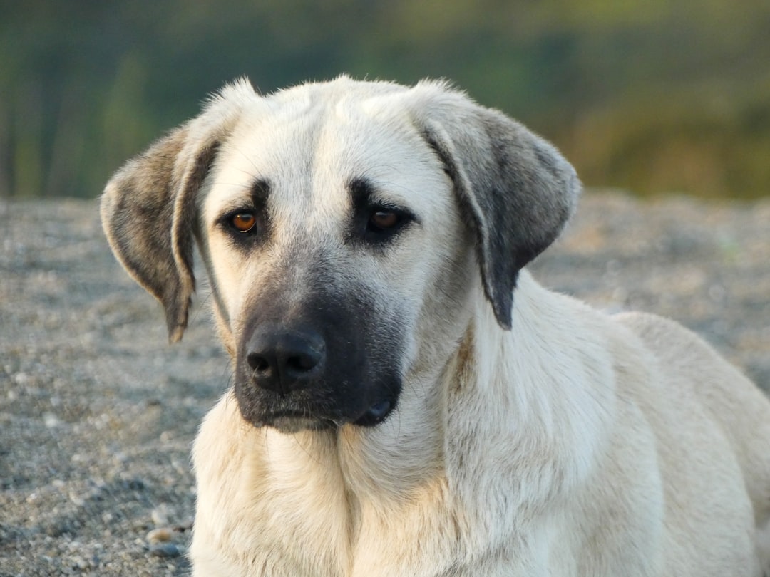 A calm looking dog stares straight ahead.