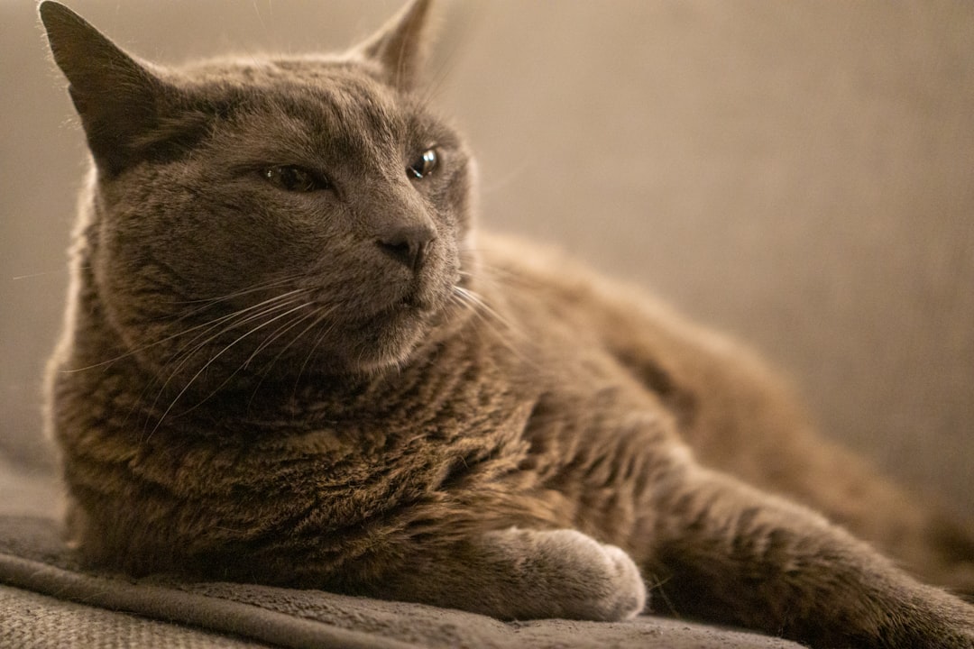 a cat laying on a couch with its eyes open