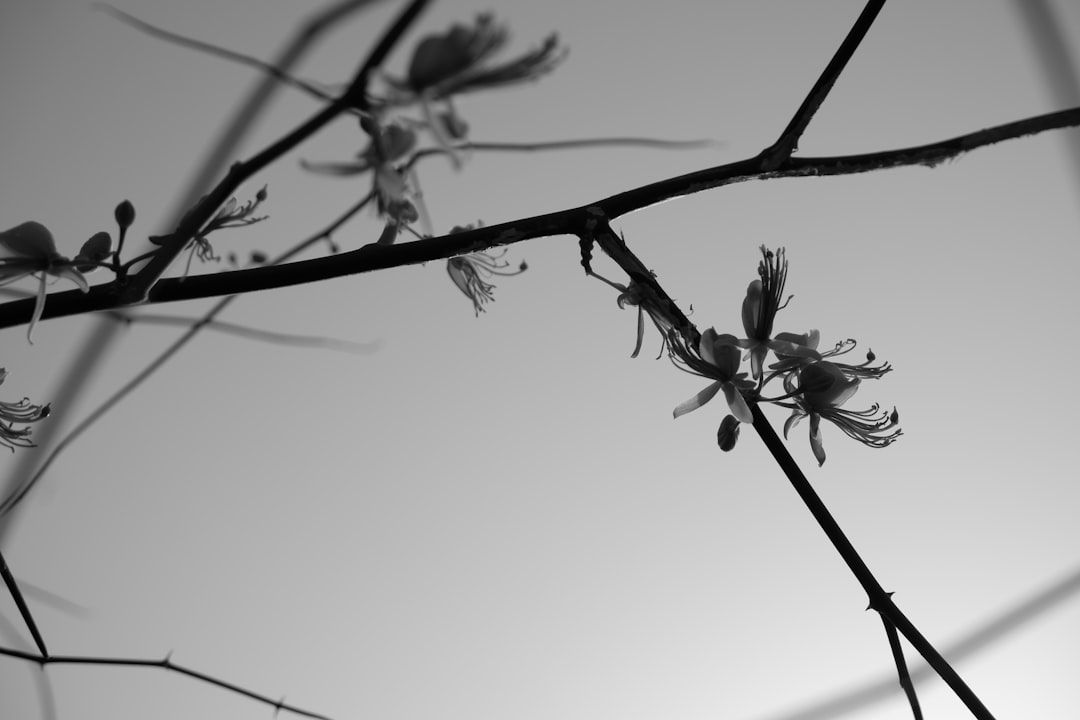 a black and white photo of a branch with flowers