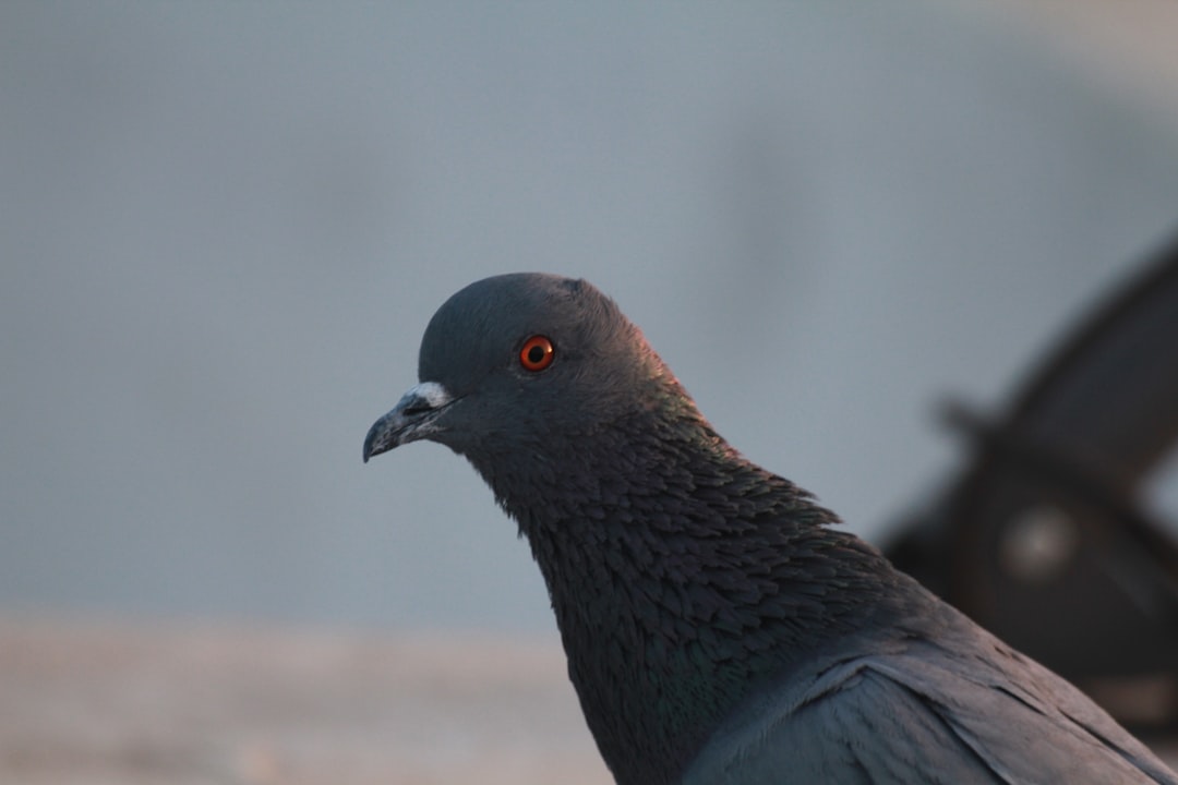 a bird with a black head