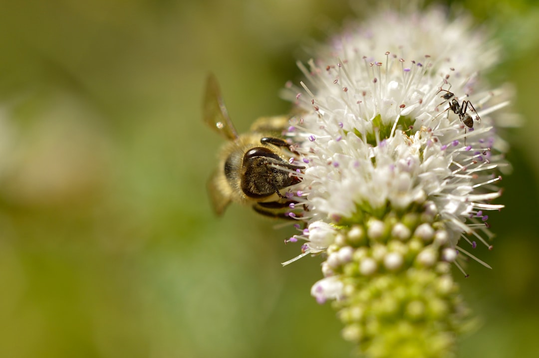 a close up of a bee on a flower