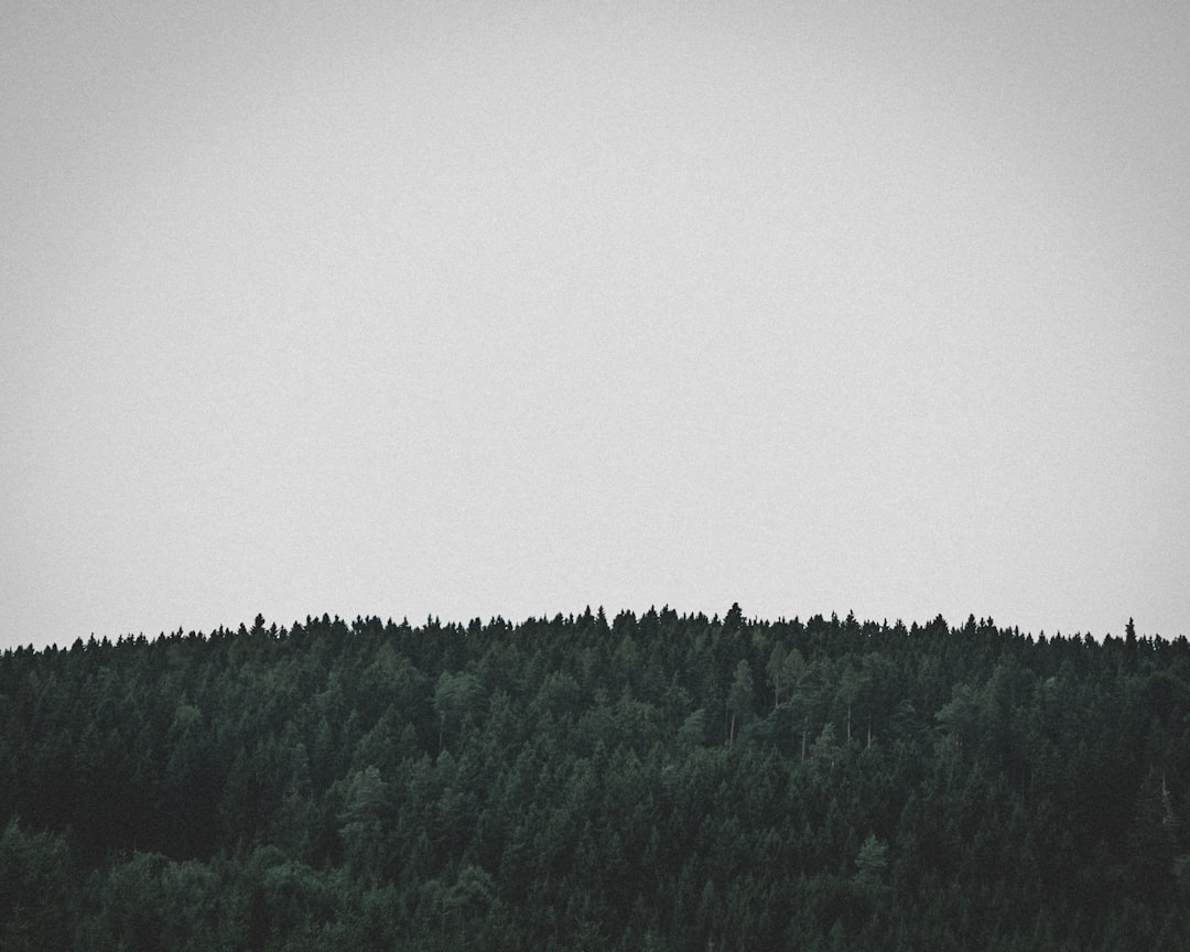 a plane flying over a forest of trees